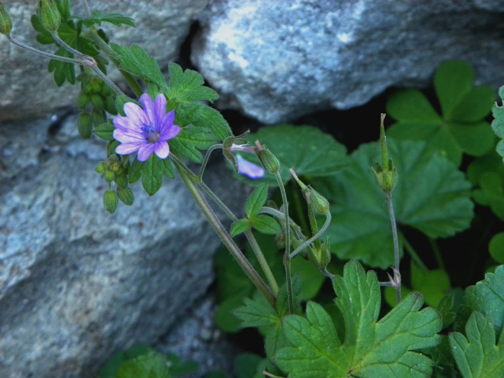 Geranium pyrenaicum